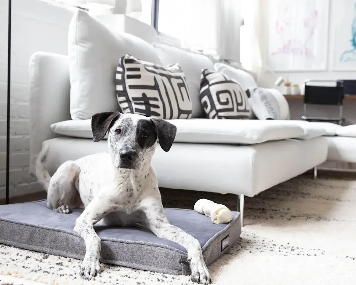 Yahoo News feature — dog on pet bed for DTC pet brand story